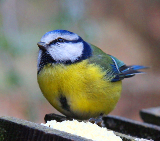 mésange bleue